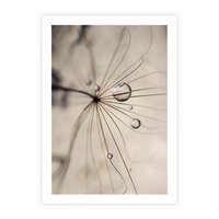 Plakat bez ramy 50x70 - Makro Uroda: Kropla na Dmuchawcu - zbliżenie makro, kropla wody na ziarenku dmuchawca