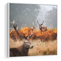 Obraz w ramie 50x50 - Malownicza Harmonia - jelenie, jesień - rama biała