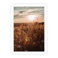 Plakat bez ramy 30x40 - Zachwyt zachodem słońca na łące - zachód, słońca