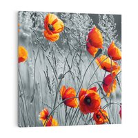 Obraz na płótnie 50x50 - Malownicza łąka - maki, mak