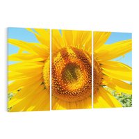 Obraz na płótnie 120x80 - Słoneczniki w naturalnym otoczeniu - słonecznik, natura