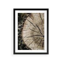 Plakat w ramie 50x70 - Wnętrze Natury - pień, przecięty pień - rama czarna