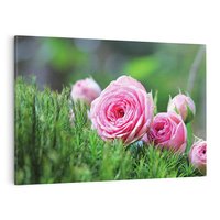 Obraz na płótnie 70x50 - Różane Ukojenie - róże, kwiaty