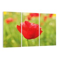Obraz na płótnie 120x80 - Magia maku na łące - mak, łąka