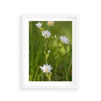 Plakat w ramie 40x50 - Kolorowa łąka - stokrotki, łąka - rama biała