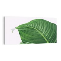 Obraz na płótnie 120x60 - Zielone liście monstery - liście, monstera