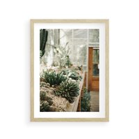 Plakat w ramie 50x70 - Sukulenty w Szklarni - sukulenty, w szklarni - rama drewno