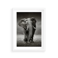 Plakat w ramie 30x40 - Majestatyczny słoń Afryki - słoń, Afryka - rama biała