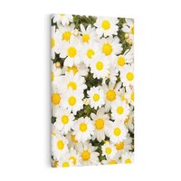Obraz na płótnie 70x100 - Delikatność Kwiatowej Przyrody - stokrotki, kwiaty