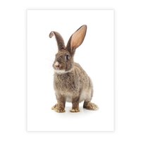 Plakat bez ramy 21x30 - Delikatna Zwierzęca Uroda - królik, zwierzę