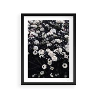 Plakat w ramie 40x50 - Białe Kwiaty na Kwitnącym Krzewie - białe kwiaty, kwitnący krzew - rama czarna