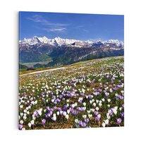 Obraz na płótnie 40x40 - Wiosenne Czarowanie - krokusy, góry