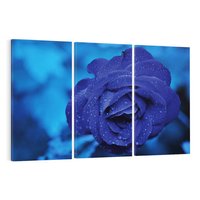 Obraz na płótnie 120x80 - Róża w pełnym rozkwicie - róża, kwiat