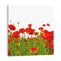 Obraz na płótnie 50x50 - Bujne maki na malowniczej łące - mak, maki