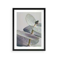 Plakat w ramie 50x70 - Zbliżenie Liści Eukaliptusa - eukaliptus, zbliżenie - rama czarna