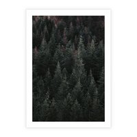 Plakat bez ramy 40x50 - Wysoko nad Iglastym Lasem - las, perspektywa