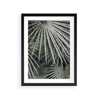 Plakat w ramie 30x40 - Ujęcie Tropikalnej Natury - palmy, liście palmy - rama czarna