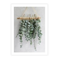 Plakat bez ramy 21x30 - Uwodzicielska zieleń eukaliptusa - eukaliptus, zielone