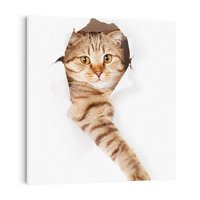 Obraz na płótnie 40x40 - Kot w Dziurze - kot, dziura