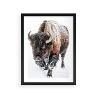Plakat w ramie 50x70 - Zimowy Władca Puszczy - żubr, bizon - rama czarna