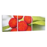 Obraz na płótnie 120x40 - Liczi Owoce - liczi, owoce