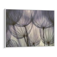 Obraz w ramie 120x80 - Makro dmuchawiec - piękno drobnych detali - dmuchawce, makro - rama biała