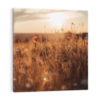 Obraz na płótnie 80x80 - Zachwyt zachodem słońca na łące - zachód, słońca