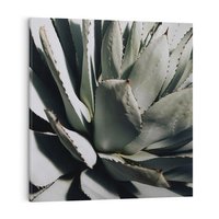 Obraz na płótnie 50x50 - Sukulenty wśród kaktusów - sukulenty, kaktusy