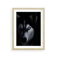 Plakat w ramie 50x70 - Wilk i husky: siła przyjaźni - wilk, husky - rama drewno