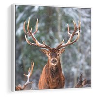 Obraz w ramie 50x50 - Monarcha Zimowej Dziczy - jeleń, zima - rama biała