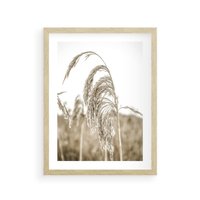Plakat w ramie 50x70 - Ujęcie Suchych Traw - suche trawy, zbliżenie - rama drewno