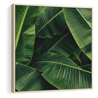 Obraz w ramie 50x50 - Zaklęta roślinna ekspresja - liście bananowca, gęsto ułożone - rama drewno