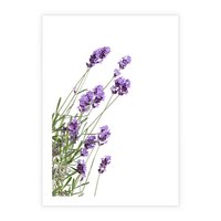Plakat bez ramy 30x40 - Delikatny Urok - lawenda, kwiaty