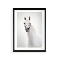 Plakat w ramie 50x70 - Elegancja białego konia - biały, koń - rama czarna
