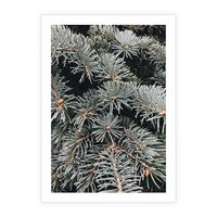 Plakat bez ramy 30x40 - Zima na Gałęziach - sosnowe gałęzie, igły