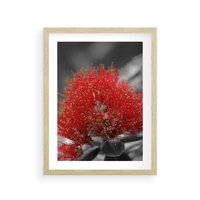 Plakat w ramie 50x70 - Ukwiał na rafie koralowej - ukwiał, rafa - rama drewno