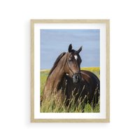 Plakat w ramie 40x50 - Siła i piękno natury - koń, łąka - rama drewno