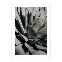 Plakat bez ramy 21x30 - Sukulenty wśród kaktusów - sukulenty, kaktusy